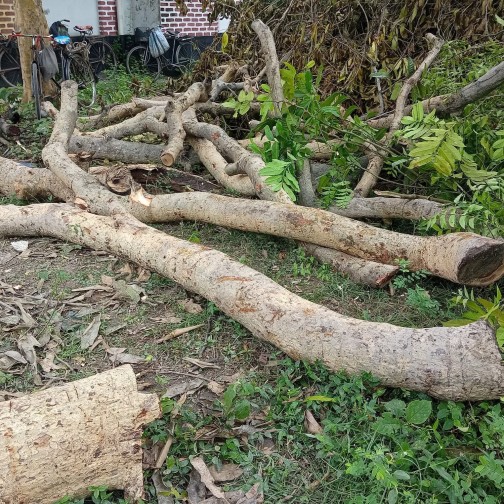 নিলাম ছাড়াই নওগাঁর বদলগাছী হাসপাতালে সরকারি গাছ কাটার অভিযোগ